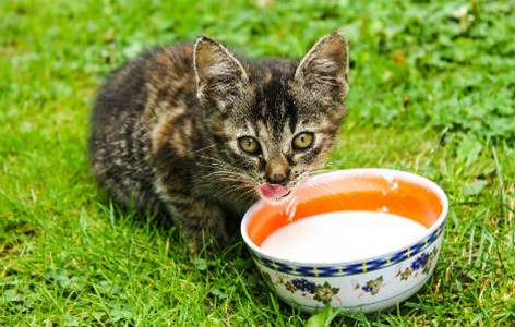 Is it safe for cats and dogs to drink milk?