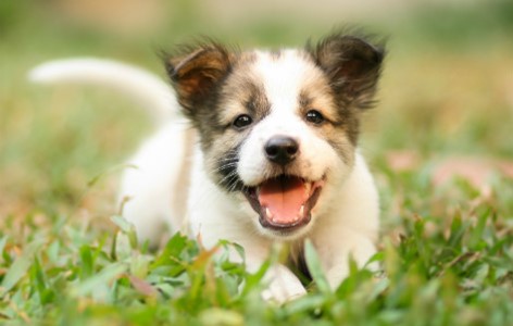 5 Benefits of Getting a Puppy