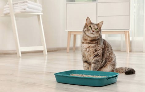 Kitty Litter - What Are The Options?