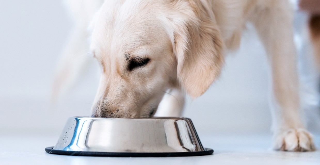 Impact of Dog Food on Behaviour